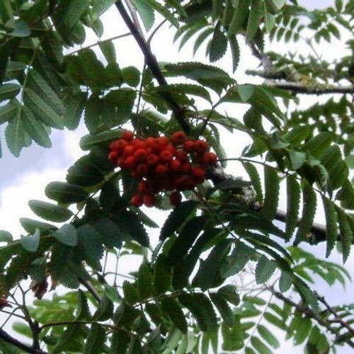 10 Mountain Ash (Rowan) Plant / Sorbus Aucuparia 3-4ft Tall Tree, Hedge