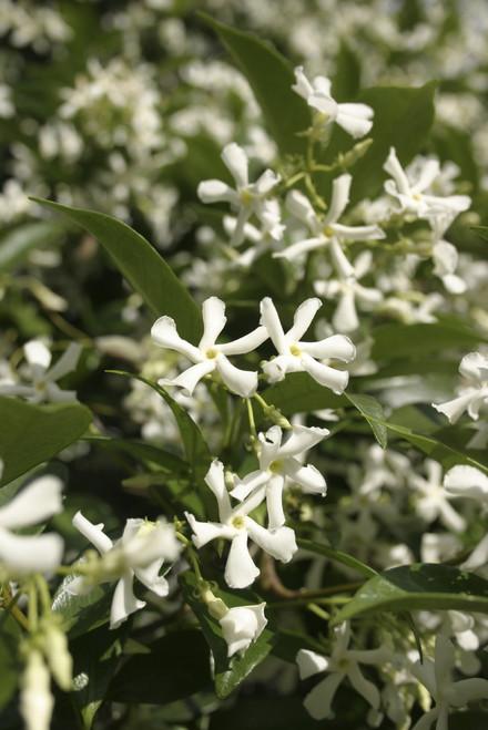 Star Jasmine Plants Trachelospermum Jasminoides In 9cm Pot Fragrant