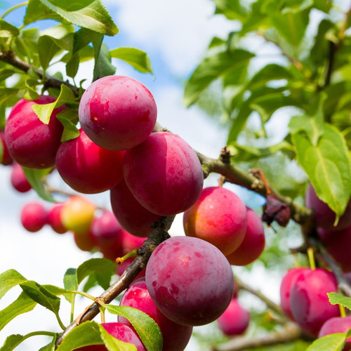 Big Juicy Victoria Plum Tree, 5-6ft Tall, Sweet Juicy and Tasty, Ready to Fruit
