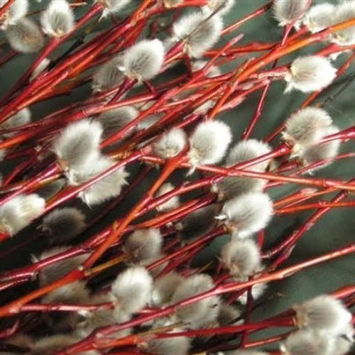 3 Violet Willow Trees / Salix Daphnoides 2-3ft.Stunning Colour.Grows 8ft / Year