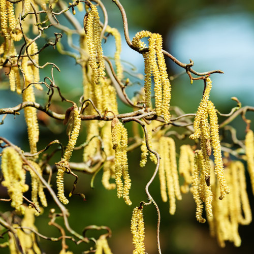 Corylus avellana 'Contorta' / Twisted or Corkscrew Hazel, 20-30cm Tall Shrub / Tree