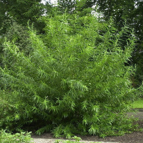1 Common Osier Willow 3-4ft,For Basket Making,Salix Viminalis Hedging Plant
