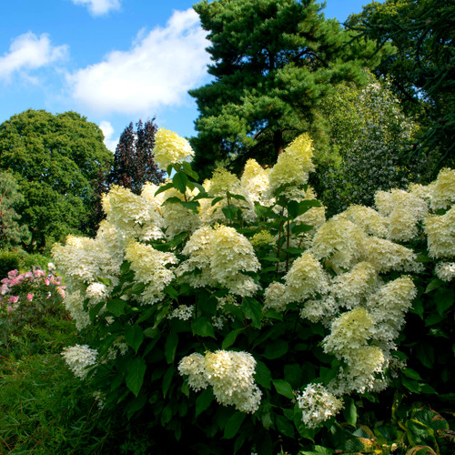 Hydrangea paniculata 'Kyushu' In 2L Pot With Stunning White Conical Flowers