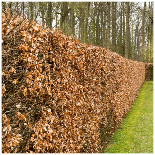 50 Green Beech Hedging 1-2ft Tall in 1L Pots, Fagus Sylvatica Trees,Brown Winter Leaves
