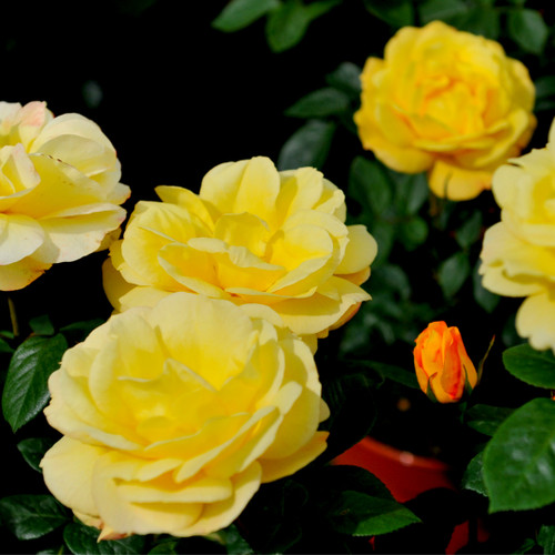 Rosa 'Arthur Bell' Floribunda Rose Bush, Clusters of Bright Yellow Flowers