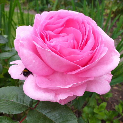 Mum in a Million Hybrid Tea Rose Bush, Well Scented Repeating Pink Flowers