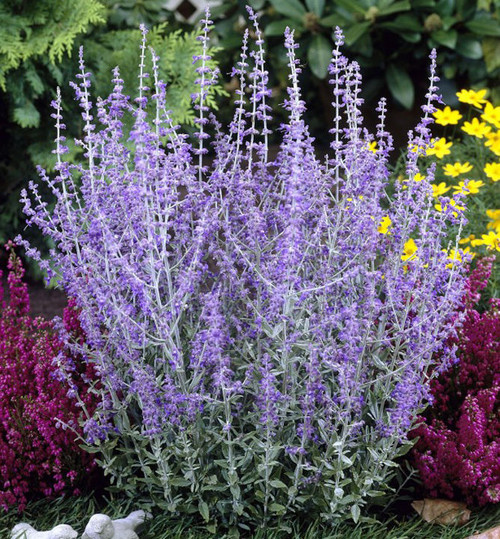 Perovskia 'Blue Spire' / Russian Sage In 9cm Pot, Violet-Blue Flowers