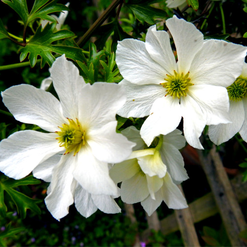 Clematis 'Early Sensation' In 2L Pot, Evergreen Climber With Stunning White Flowers
