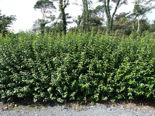 100 Green Privet 40-60cm Tall Hedging Ligustrum Plants Hedge, Fast Growing Evergreen