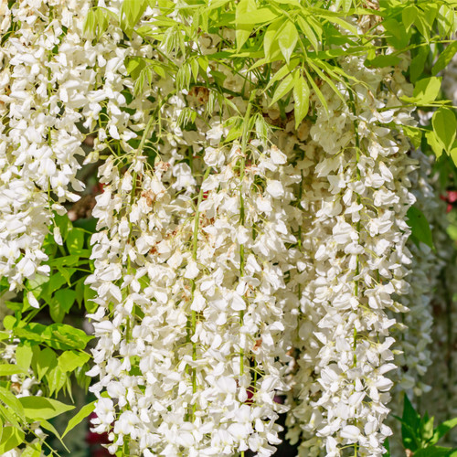 Wisteria floribunda Alba/ Japanese White Wisteria Alba in 2L Pot, Fragrant Flowers