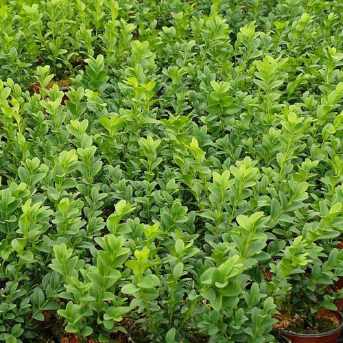 35 Common Box / Buxus Sempervirens 10-20cm Tall Evergreen Hedging Plants In 9cm Pots