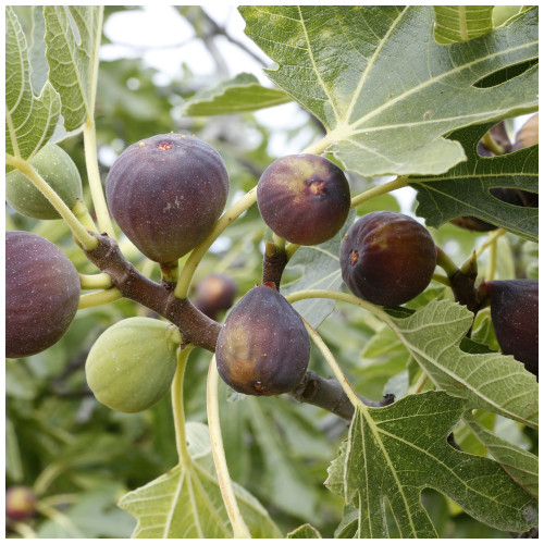 Large Fig Tree 'Brown Turkey' 20-30cm Tall in 2L Pot Ready to Fruit, Sweet Taste