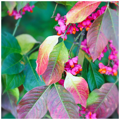 Spindle Tree 3-4ft, Euonymus Europaeus, 2L Pot  Pink Autumn Berries