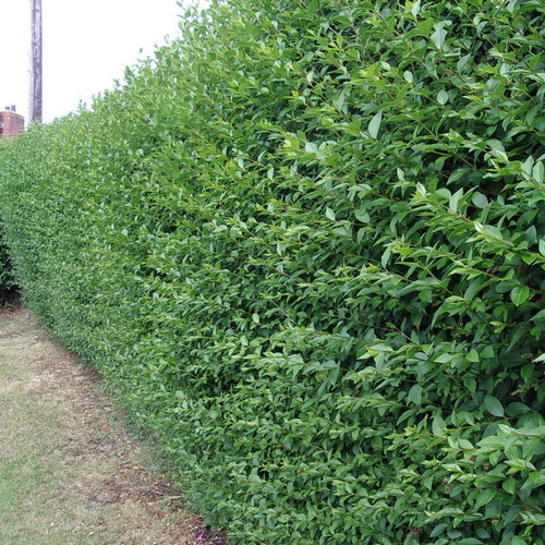 40 Green Privet 40-60cm Tall Hedging Ligustrum Plants Hedge, Fast Growing Evergreen