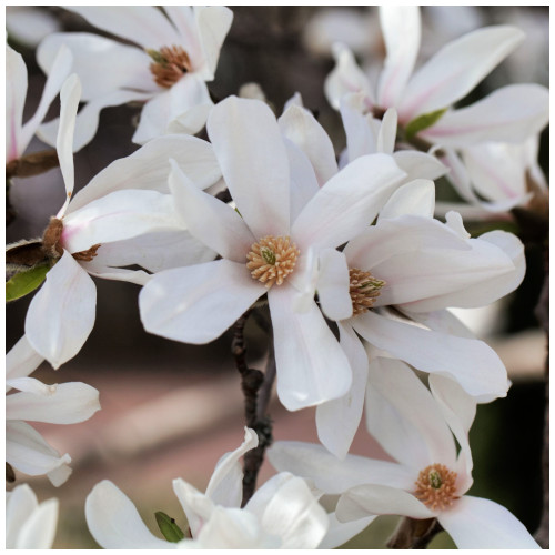 Magnolia 'Kobus' 3-4ft Tall In 1L Pot, Fragrant White Flowers In Your Garden!