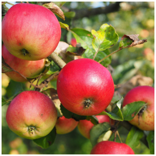 Dwarf Patio Discovery Apple Tree in a 5L Pot, Miniature, Ready to Fruit, Crisp,Juicy, Strawberry Taste