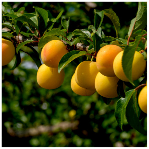 Dwarf Patio Mirabelle de Nancy Plum Tree, In a 5L Pot, Miniature & Self-Fertile