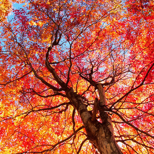 5 Acer rubrum  / Red Maple, 40-60cm Tall, Stunning Autumn Colours