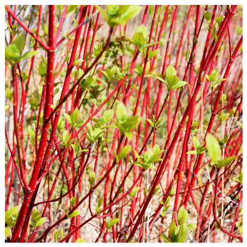 Cornus Alba 'Sibirica', Red Dogwood, in 9cm Pot, Beautiful Red Bark