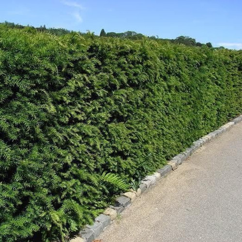 3 English Yew 30-40cm Hedging Plants,4yr old Evergreen Hedge,Taxus Baccata Trees 3 English Yew 30-40cm Hedging Plants,4yr old Evergreen Hedge,Taxus Baccata Trees
