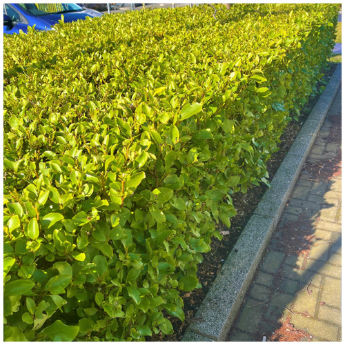 1 Griselinia Evergreen Hedging Plants 10-20cm in a 9cm Pot, Fast Growing New Zealand Laurel
