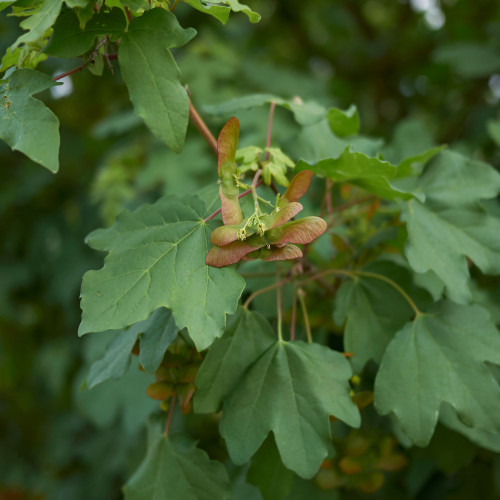 Field Maple 3-4ft, Native Tree Acer Campestre in 1L Pot, Autumn Colour