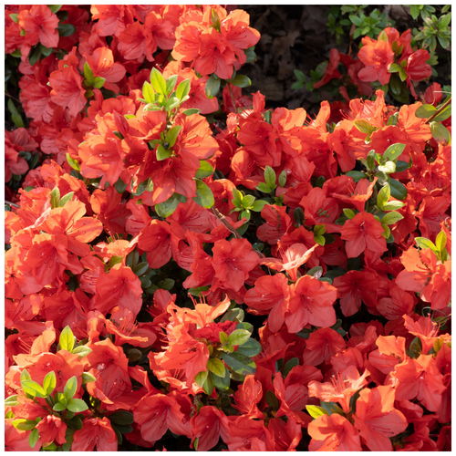 Azalea Rhododendron Geisha Orange, Bushy Potted Plant, Stunning Orange Flowers