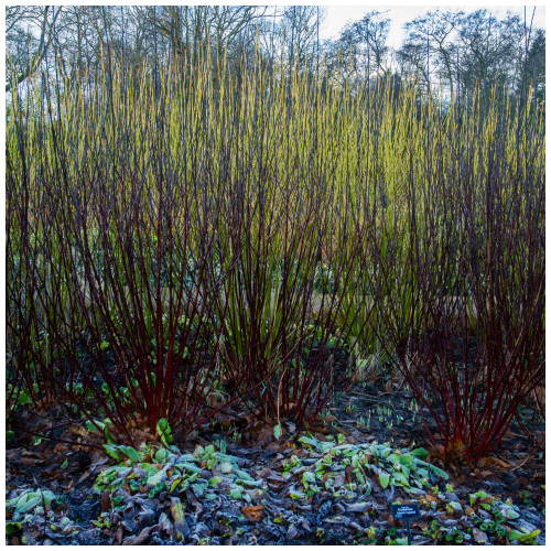 20  Black Dogwood 1-2ft Hedging Plants,Cornus Alba Kesselringii, Beautiful Bark