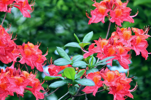 Azalea Rhododendron 'Scyphocalix' Bushy Potted Plant, Stunning Flowers