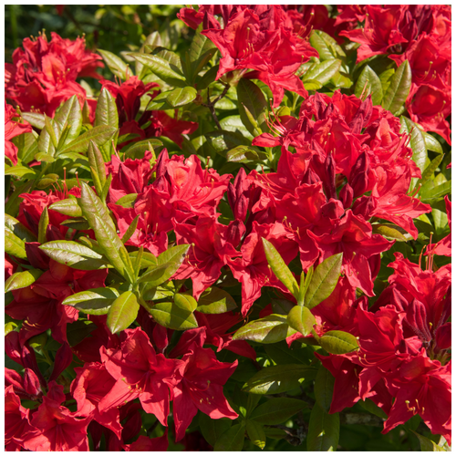 Azalea Japonica 'Vuyk's Scarlet' / Rhododendron in 9cm Pot