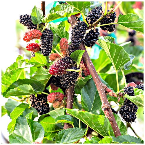 Black Mulberry Tree / Morus Nigra Plant in 2L Pot, Edible Berries