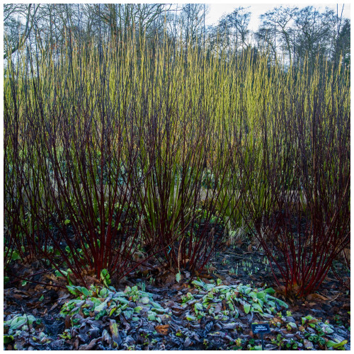3  Black Dogwood 1-2ft Hedging Plants,Cornus Alba Kesselringii, Beautiful Bark 3  Black Dogwood 1-2ft Hedging Plants,Cornus Alba Kesselringii, Beautiful Bark