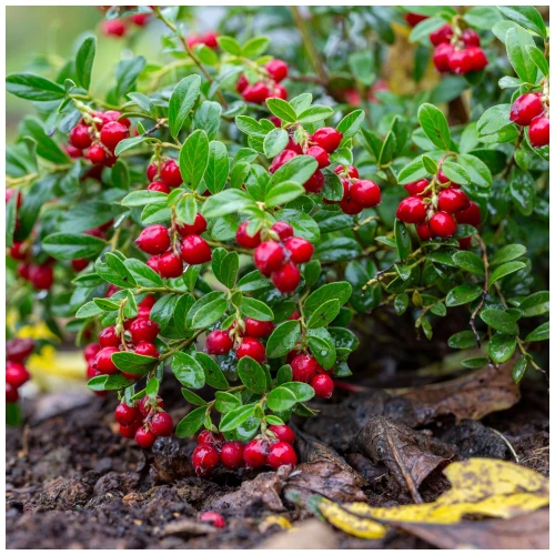 Vaccinium vitis-idaea 'Red Pearl' / Lingonberry Red Pearl in 9cm Pot, Very Tasty Fruit