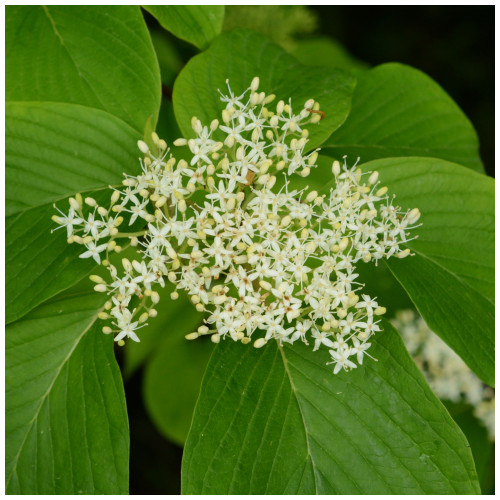 Giant Dogwood / Cornus controversa in 9cm Pot, Clusters of Creamy-White Flowers