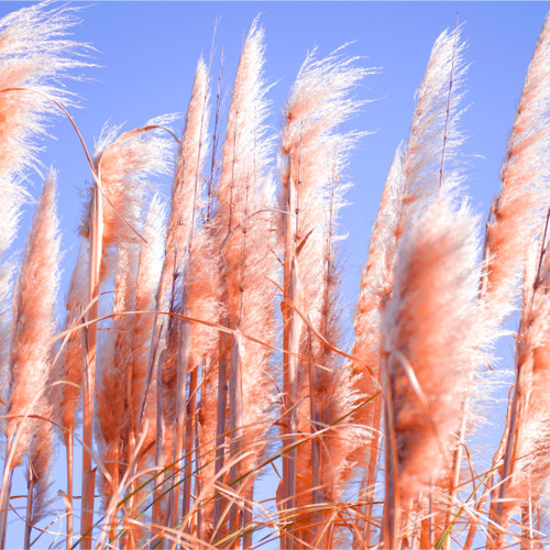 Cortaderia selloana 'Rosea'/ Pampas Grass Plant in 9cm Pot, Silky Pink Plumes