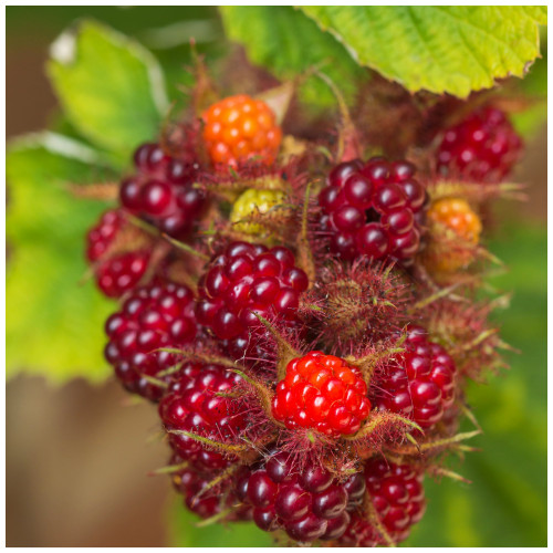 Japanese Wineberry / Rubus × phoenicolasius in 2L Pot Incredibly Sweet Berries