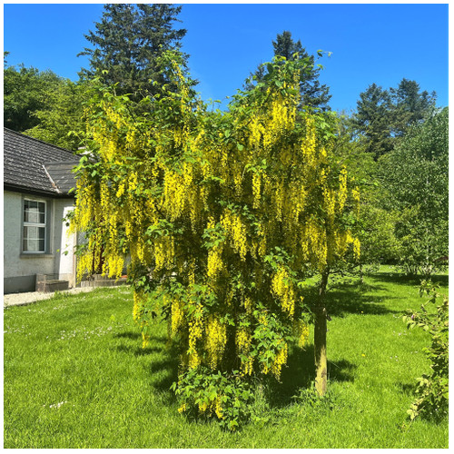 Common Laburnum Tree / Laburnum Anagyroides - Golden Chain, Golden Rain in 9cm Pot