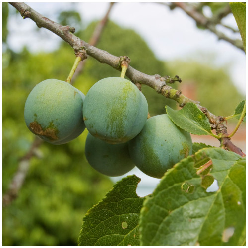 Dwarf Patio Cambridge Gage Plum Tree in a 5L Pot, Miniature, Self-Fertile & Heavy Cropper, Ready to Fruit