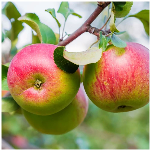 Dwarf Patio Worcester Pearmain Apple Tree in 5L Pot, Miniature Tree, Ready to Fruit,Self-fertile & Sweet