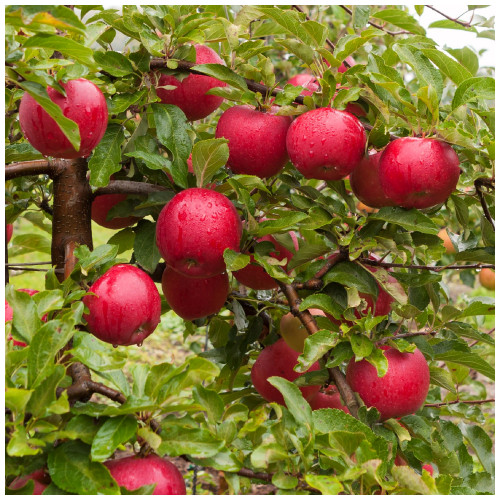 Dwarf Patio Katy Apple Tree in a 5L Pot, Miniature Tree, Ready to fruit, Sweet,Juicy Strawberry Taste