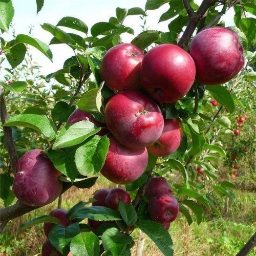 Dwarf Patio Spartan Apple Tree in a 5L Pot, Miniature Tree, Self-fertile,Refreshing & Sweet