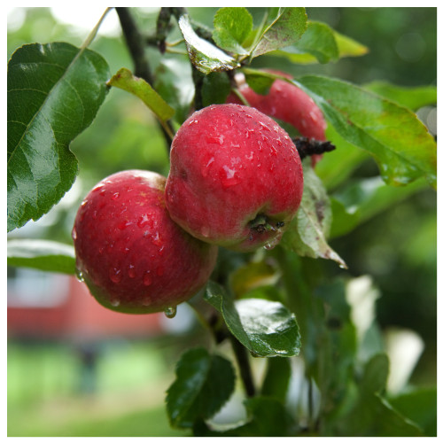 Dwarf Patio Worcester Pearmain Apple Tree, Ready to Fruit,Self-fertile & Sweet