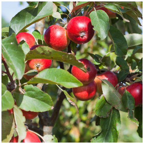 Dwarf Patio Red Devil Apple Tree,Self-Fertile, Sweet Strawberry Taste