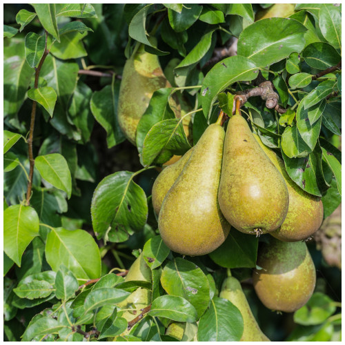 Dwarf Patio Conference Pear Tree, Self-Fertile & Heavy Cropper, Ready to Fruit