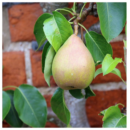 Dwarf Patio Doyenne Du Comice Pear Tree, Dessert Pear With Fine Flavour