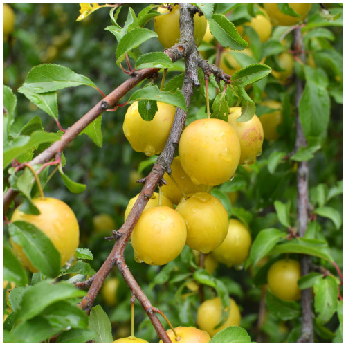 Dwarf Patio Golden Gage 'Oullins' Plum Tree, Self-Fertile, Sweet Honey Flavour