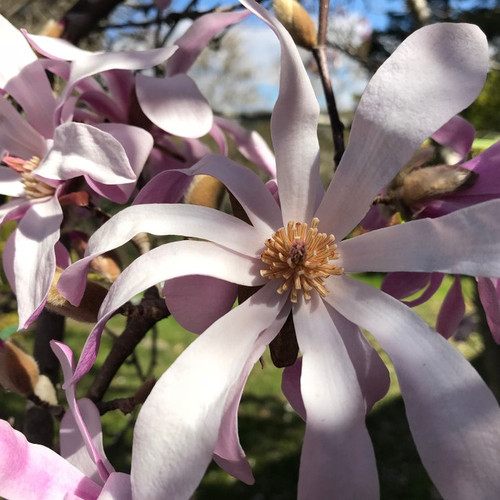 Magnolia Loebneri 'Leonard Messel' in 12cm Pot, Star-like Pink Tepals