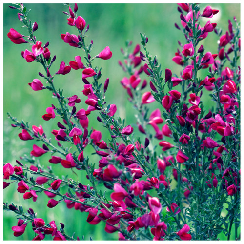 3 Red Broom Cytisus x boskoopii Boskoop Ruby Plant in 2L Pot, Stunning Flowers