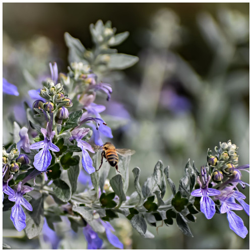 Teucrium Fruticans Tree Germander Shrub in 2L Pot, Light Blue Flowers