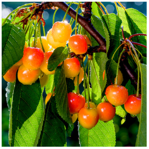Dwarf Patio Merton Glory Cherry Tree 5L Pot Large, Red-Flushed, Sweet & Juicy Cherries